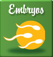 Embryons