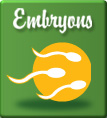 Embryons